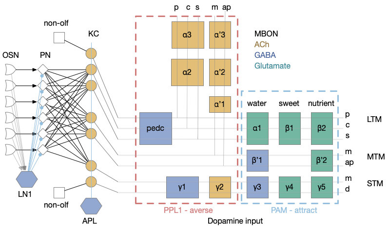 Architecture of fruit fly mushroom body.