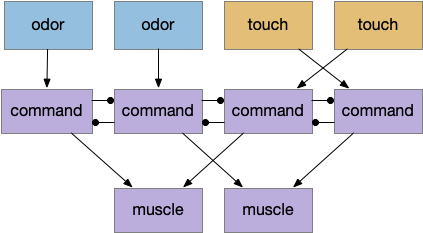 Circuit for obstacle avoidance and food approach for simulated slug.