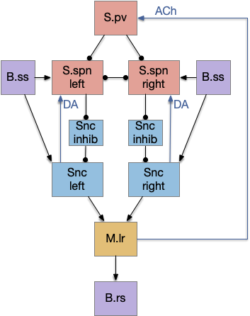 sense-focused proto-striatum model.