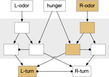 Mollusk food search circuit, modulated by hunger.