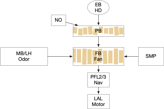 Drosophila navigation